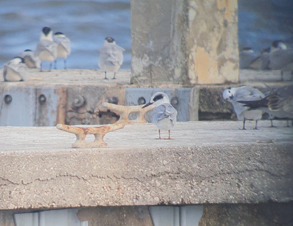 Forster's Tern - ML511542001
