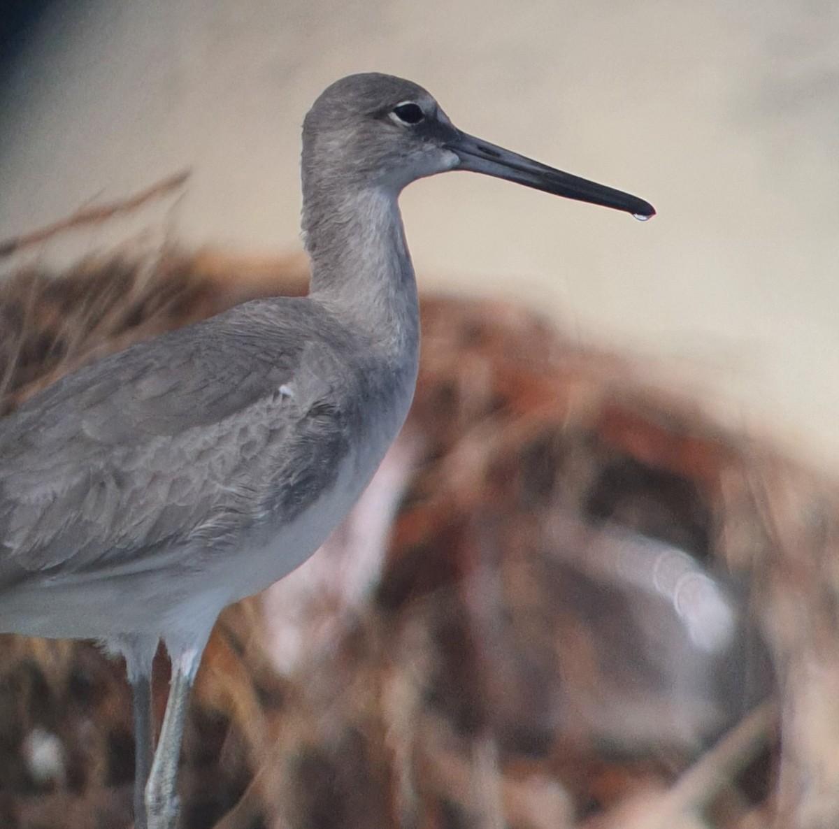 Willet - ML511542421