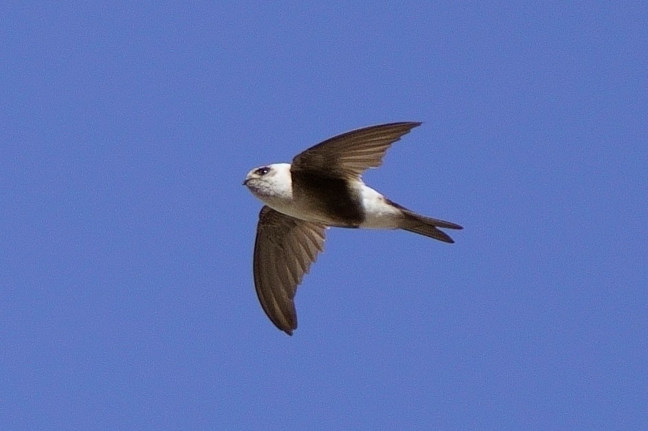 Andean Swift - Lynne Hertzog