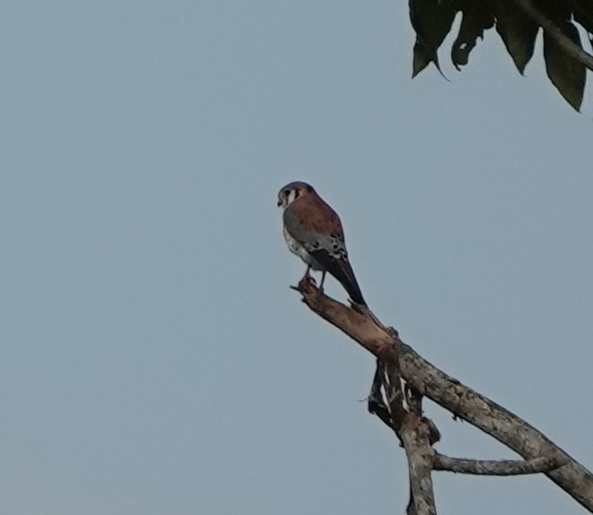 American Kestrel - ML511545781