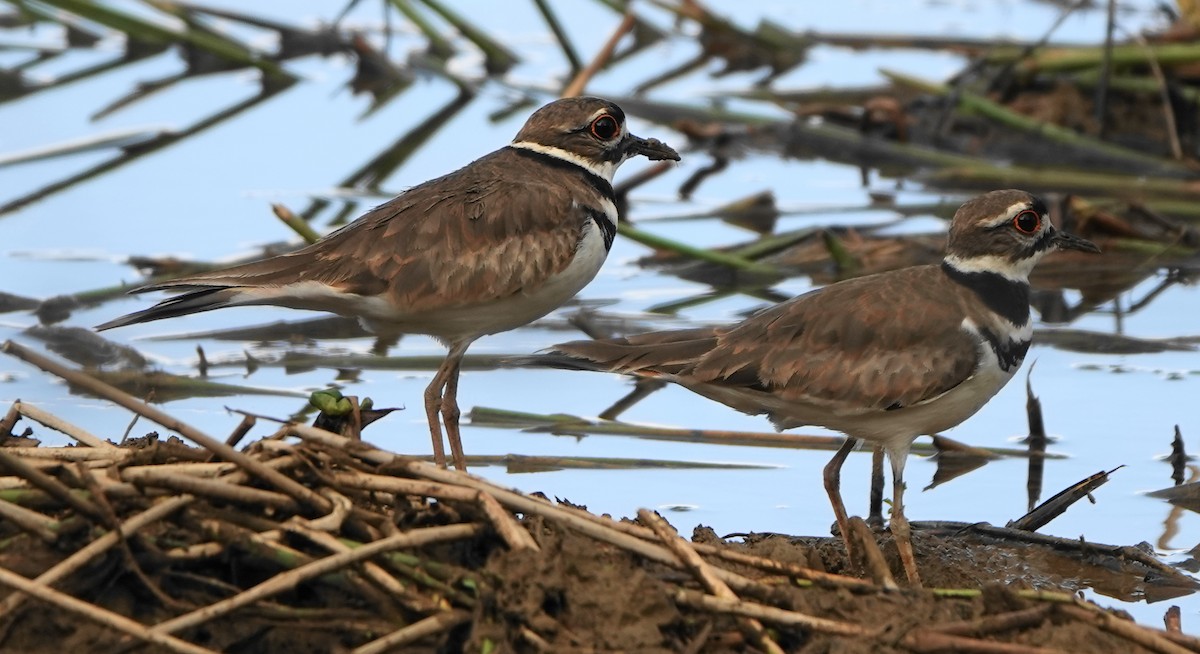 Killdeer - ML511545951