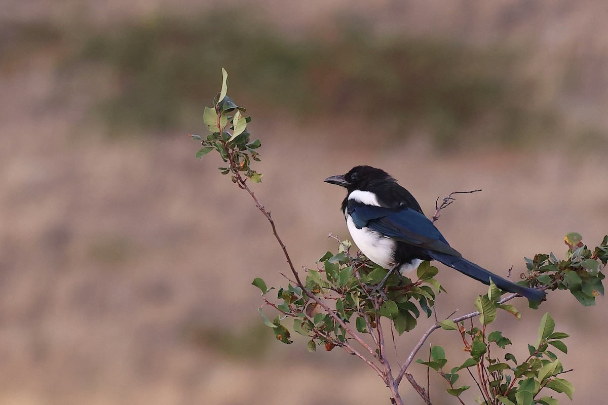 Black-billed Magpie - ML511546151