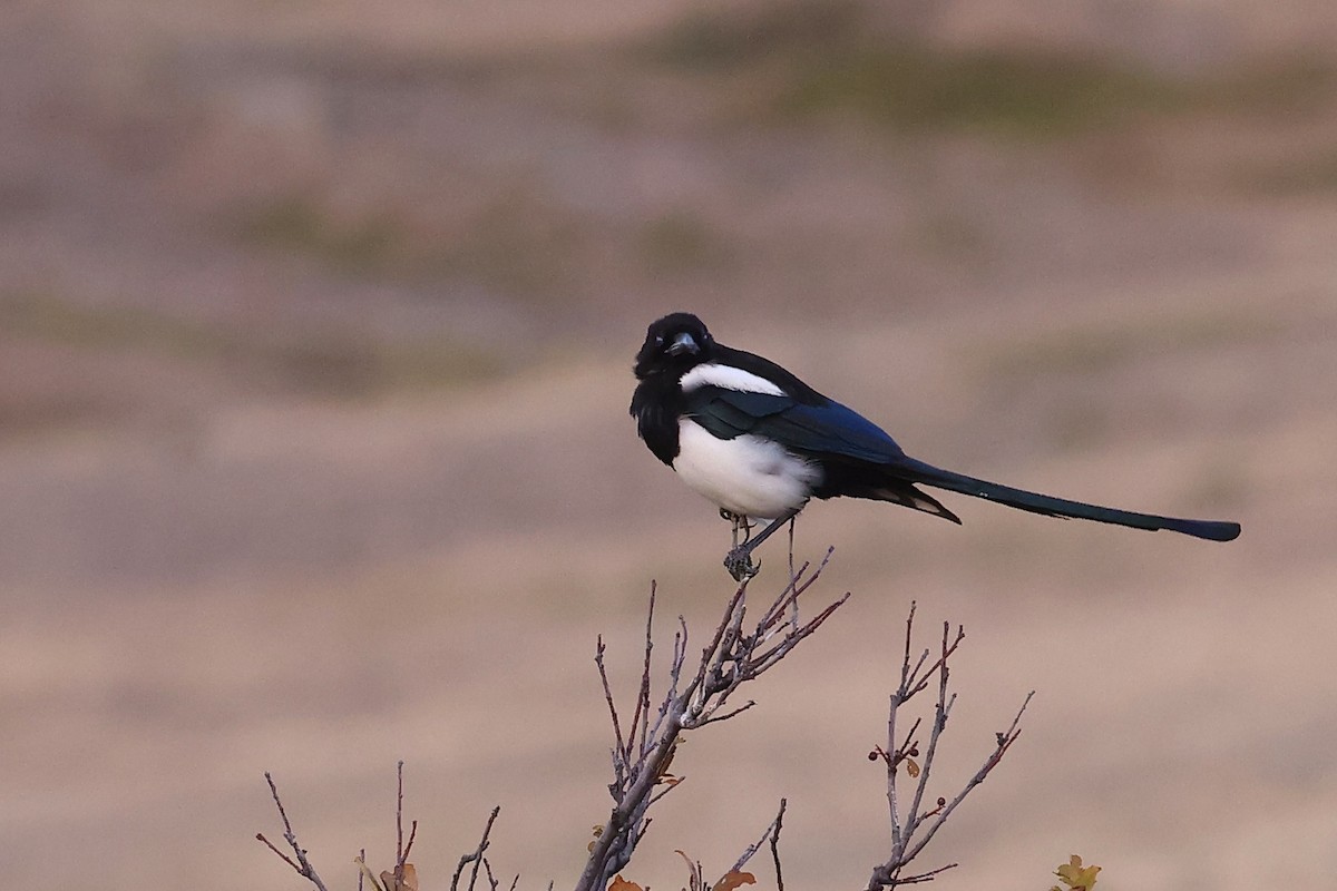 Black-billed Magpie - ML511546161