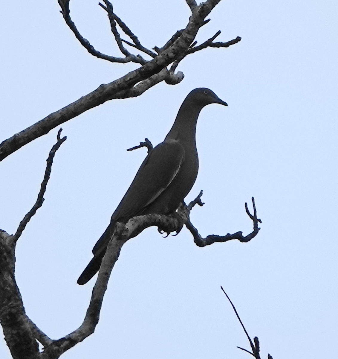 Plain Pigeon - ML511546331