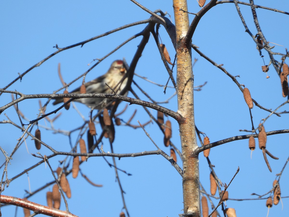 Redpoll (Common) - ML511548721