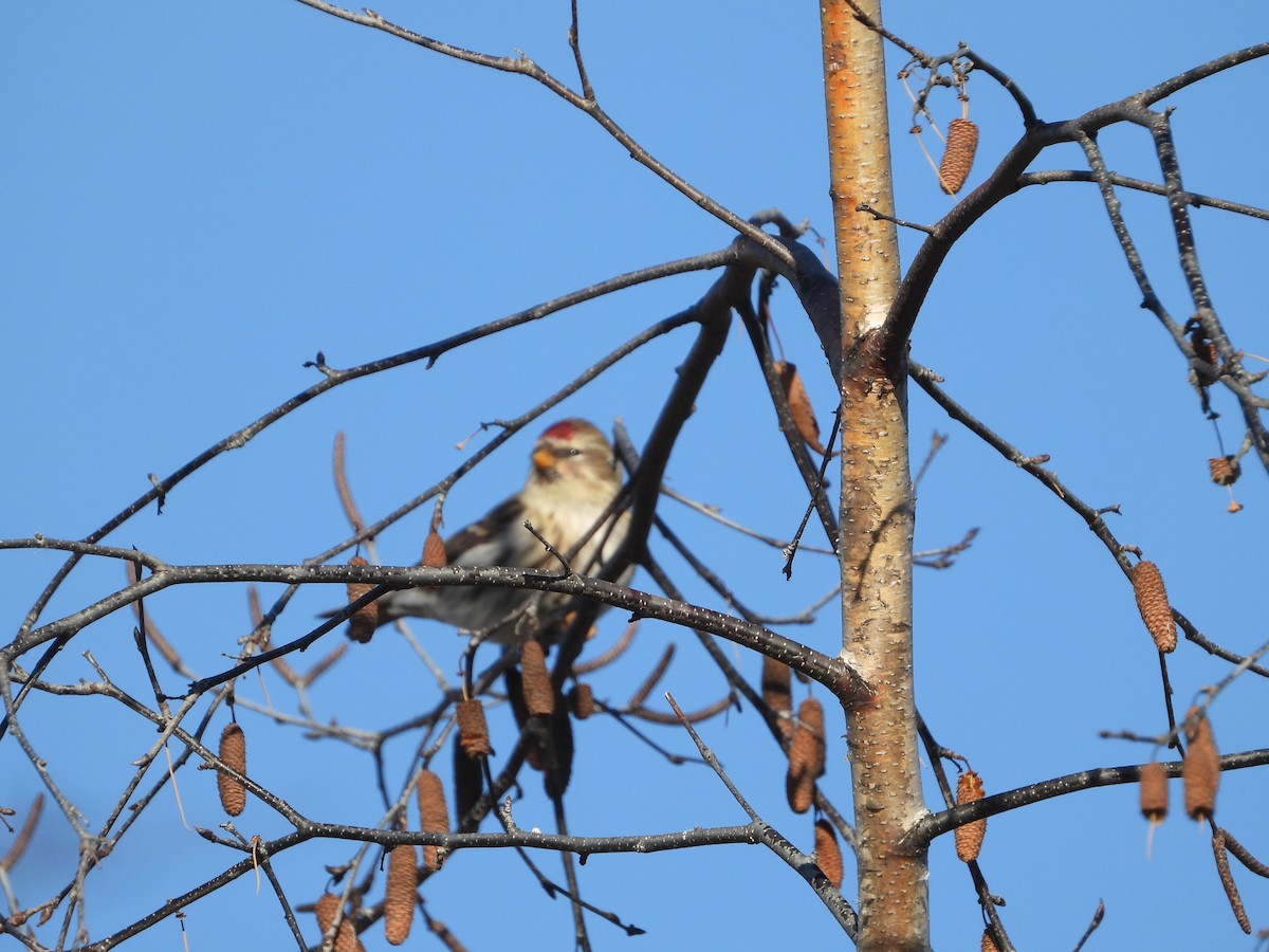 Redpoll (Common) - ML511548731