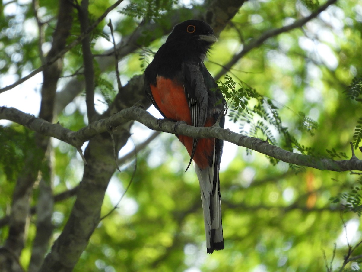 Surucua Trogon - ML511549231