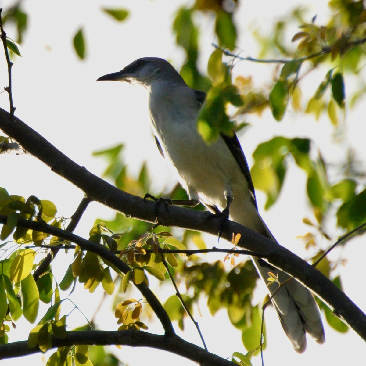 Tropical Mockingbird - Vincent Létourneau