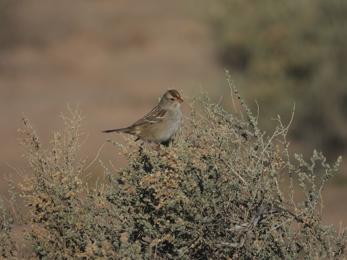 גיבתונית לבנת-כיפה - ML511549981