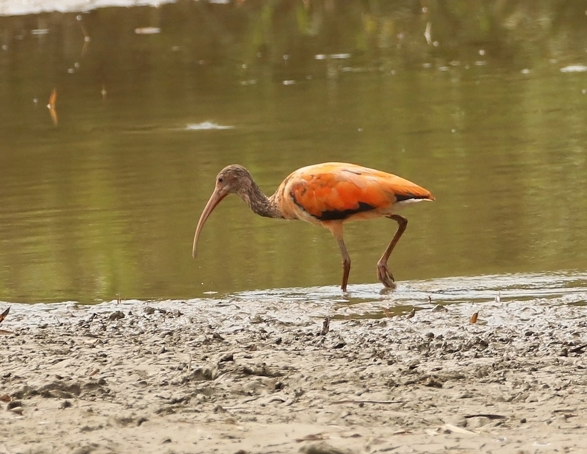 Scarlet Ibis - Trevor Ellery