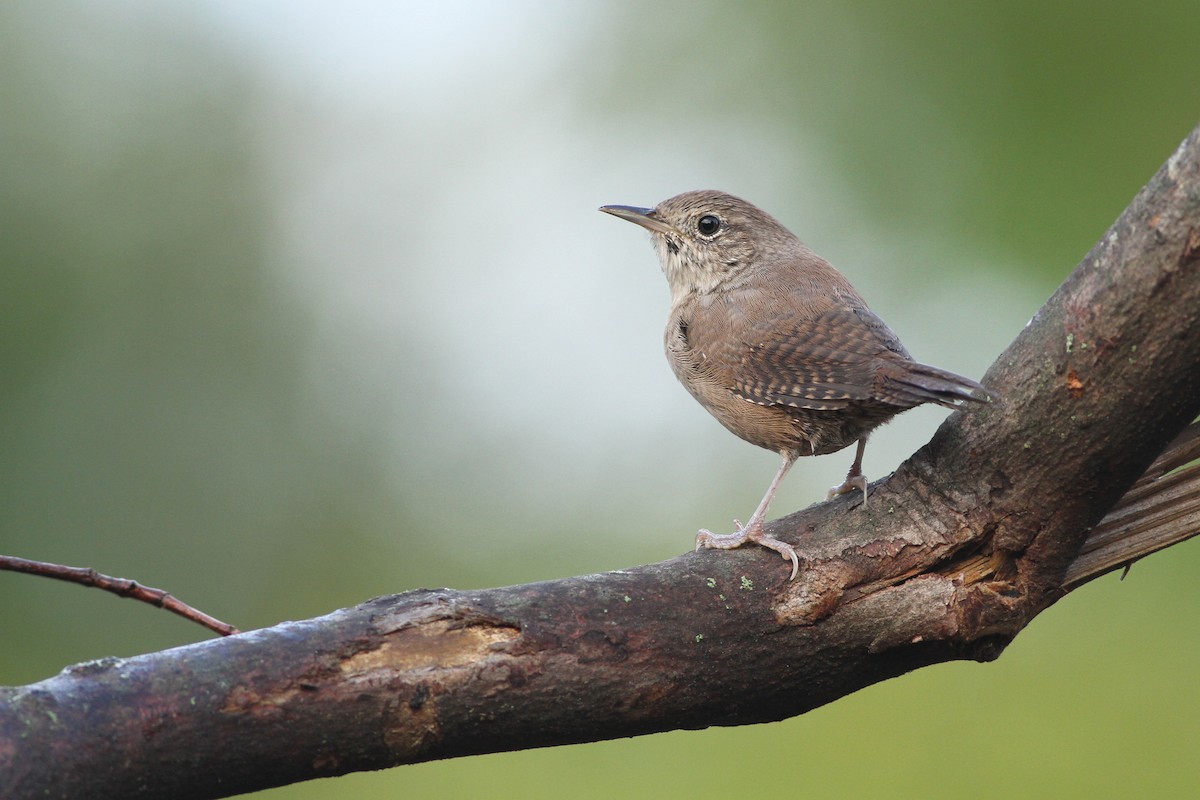 Northern House Wren - Evan Lipton