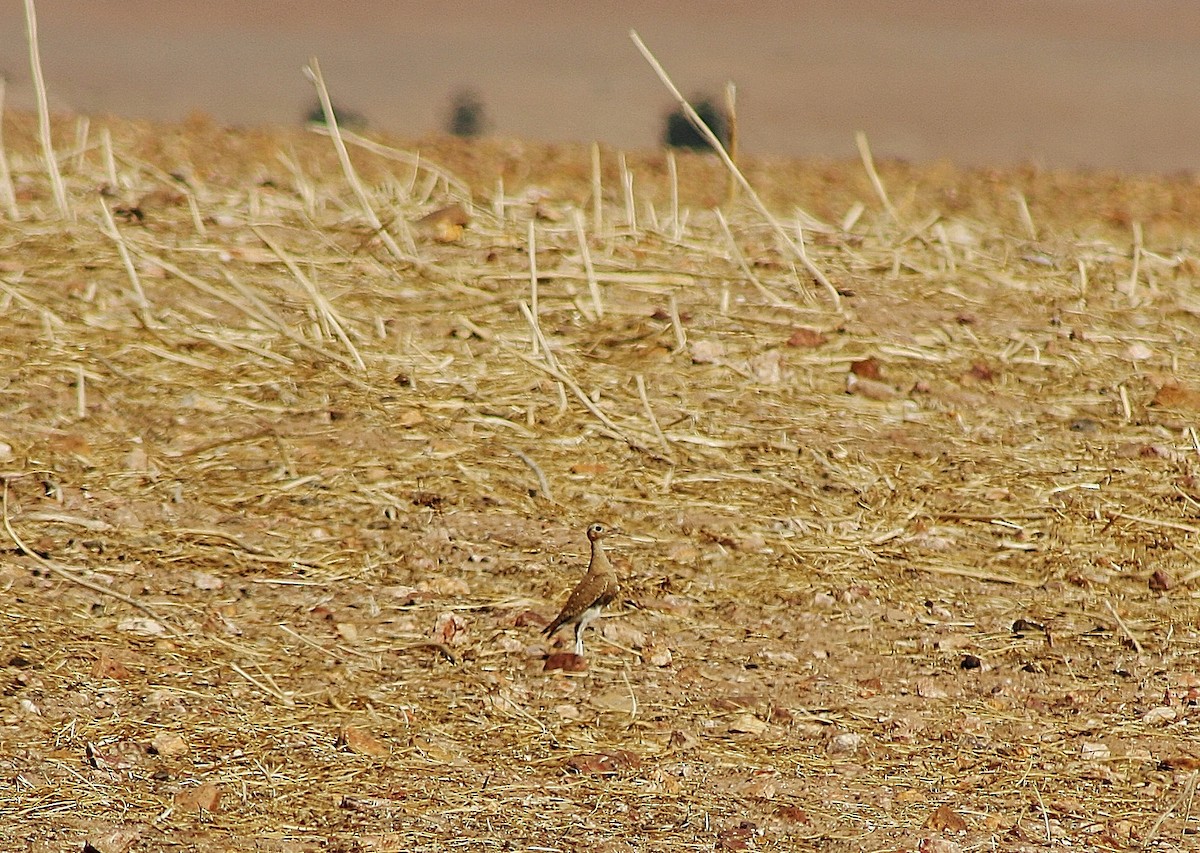 Burchell's Courser - ML51155071