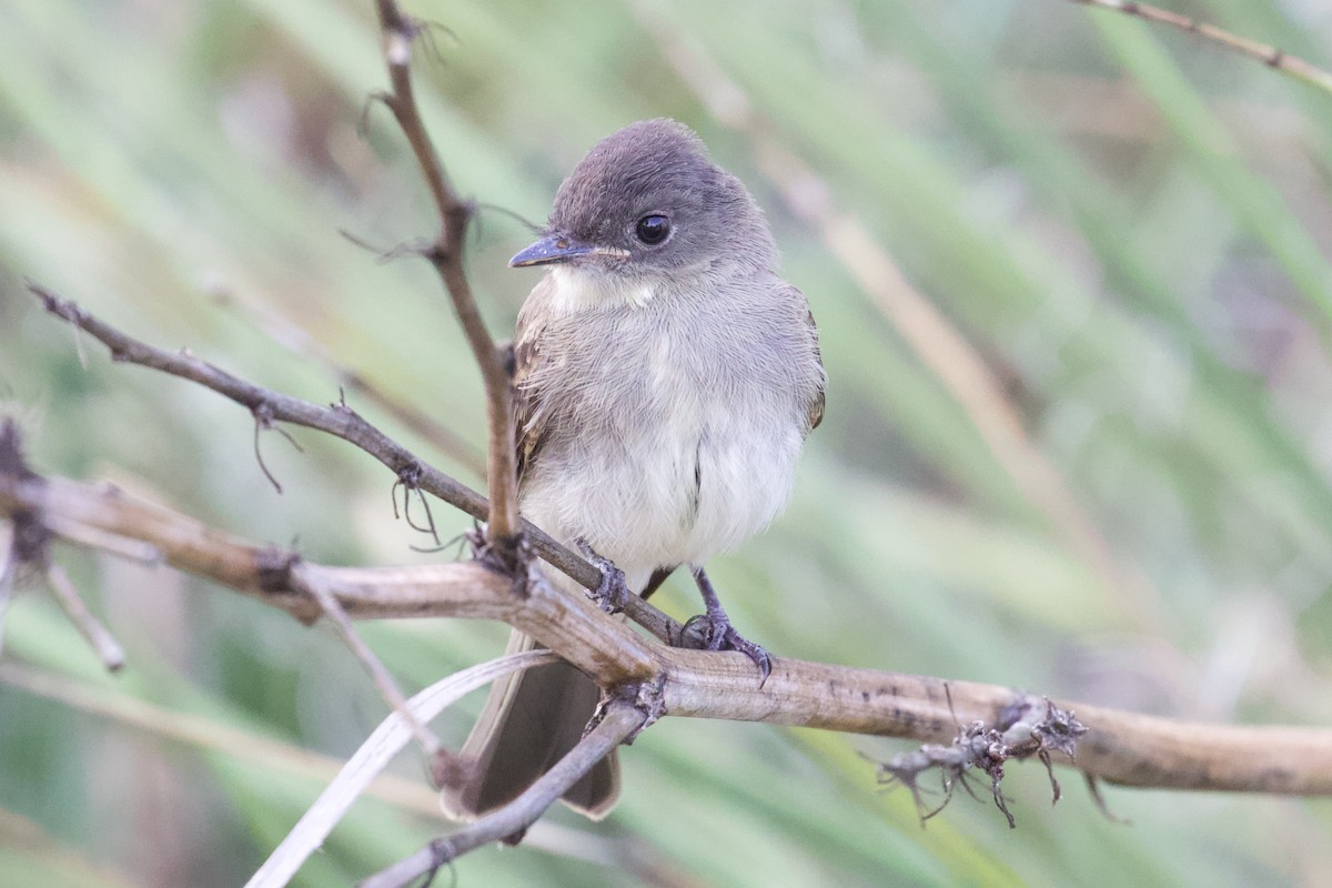 Eastern Phoebe - ML511550871