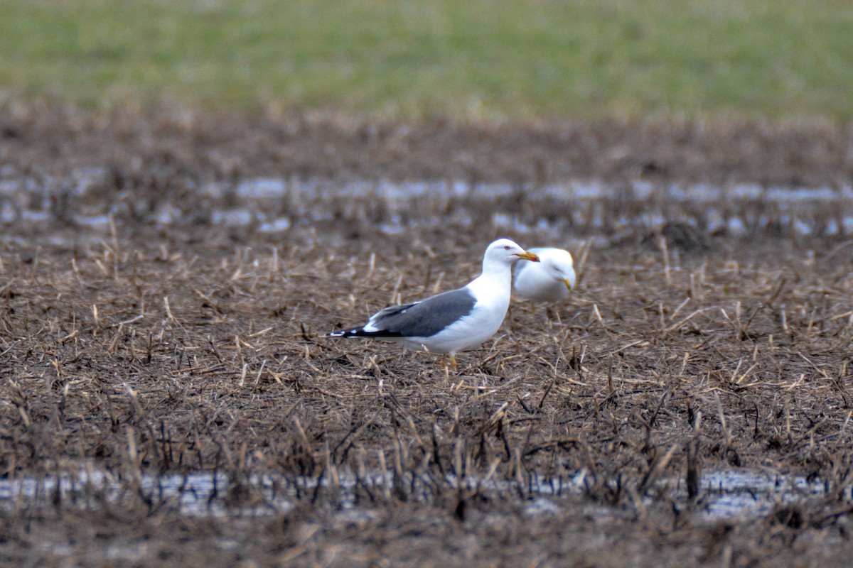 Lesser Black-backed Gull - ML511551621