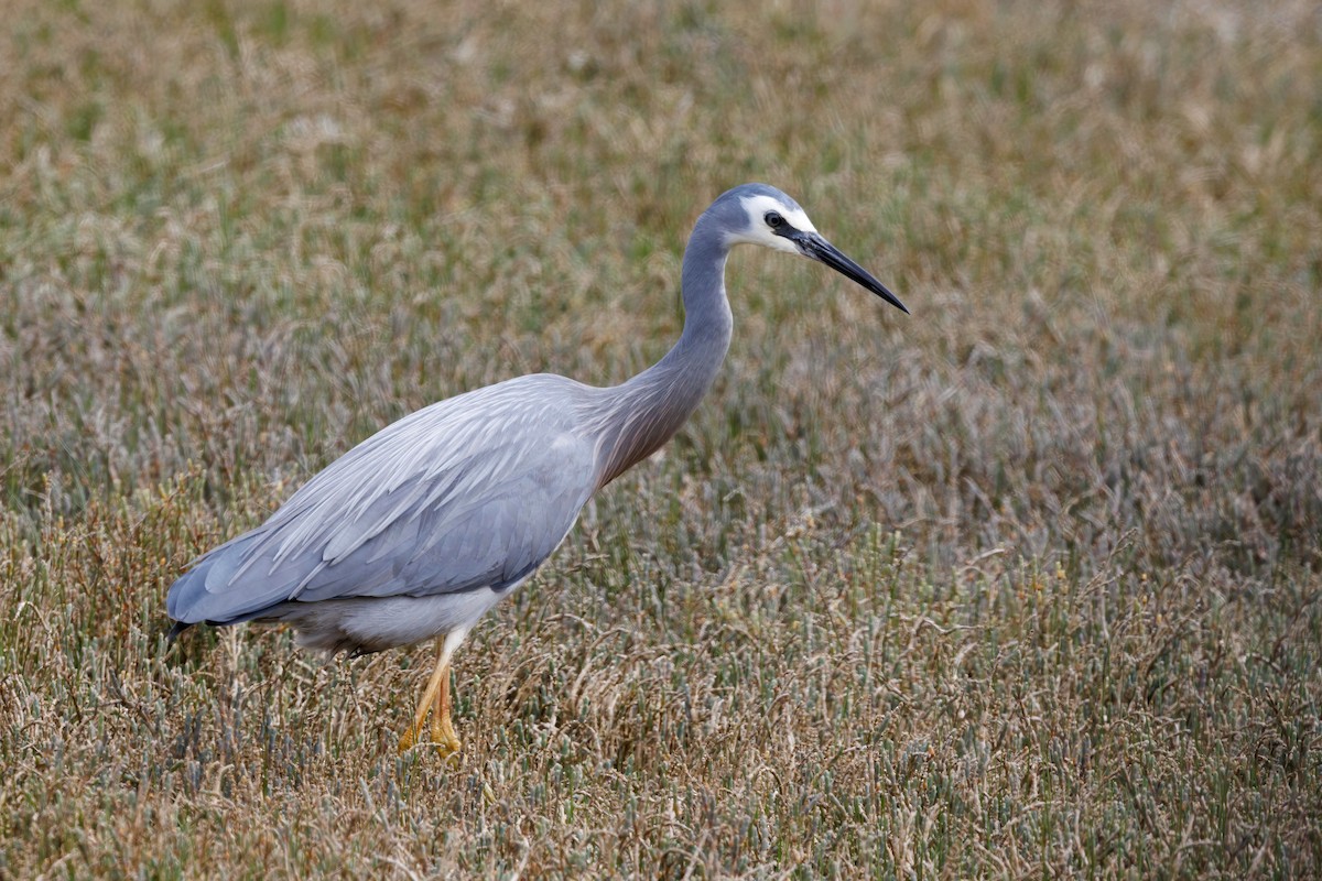 White-faced Heron - Robert Lewis