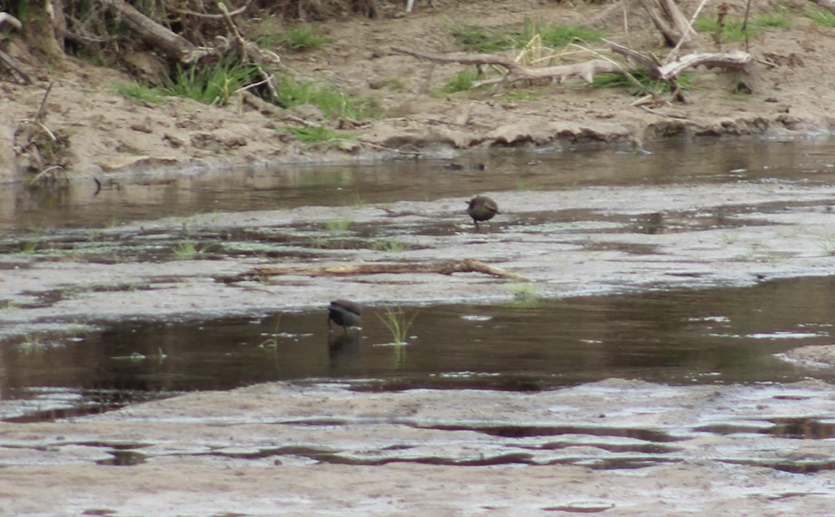 Rusty Blackbird - ML511552091