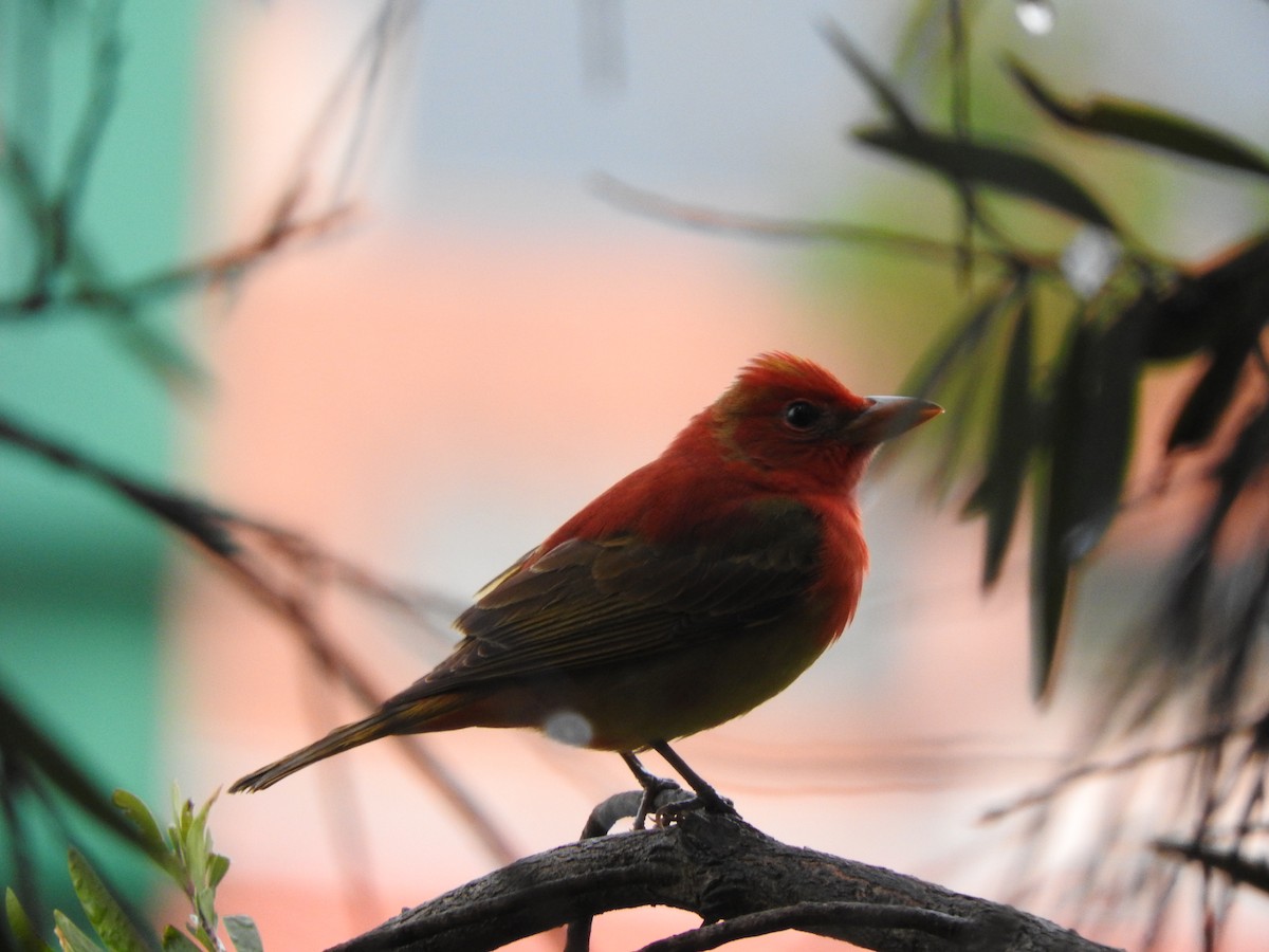 Summer Tanager - Cole Gaerber