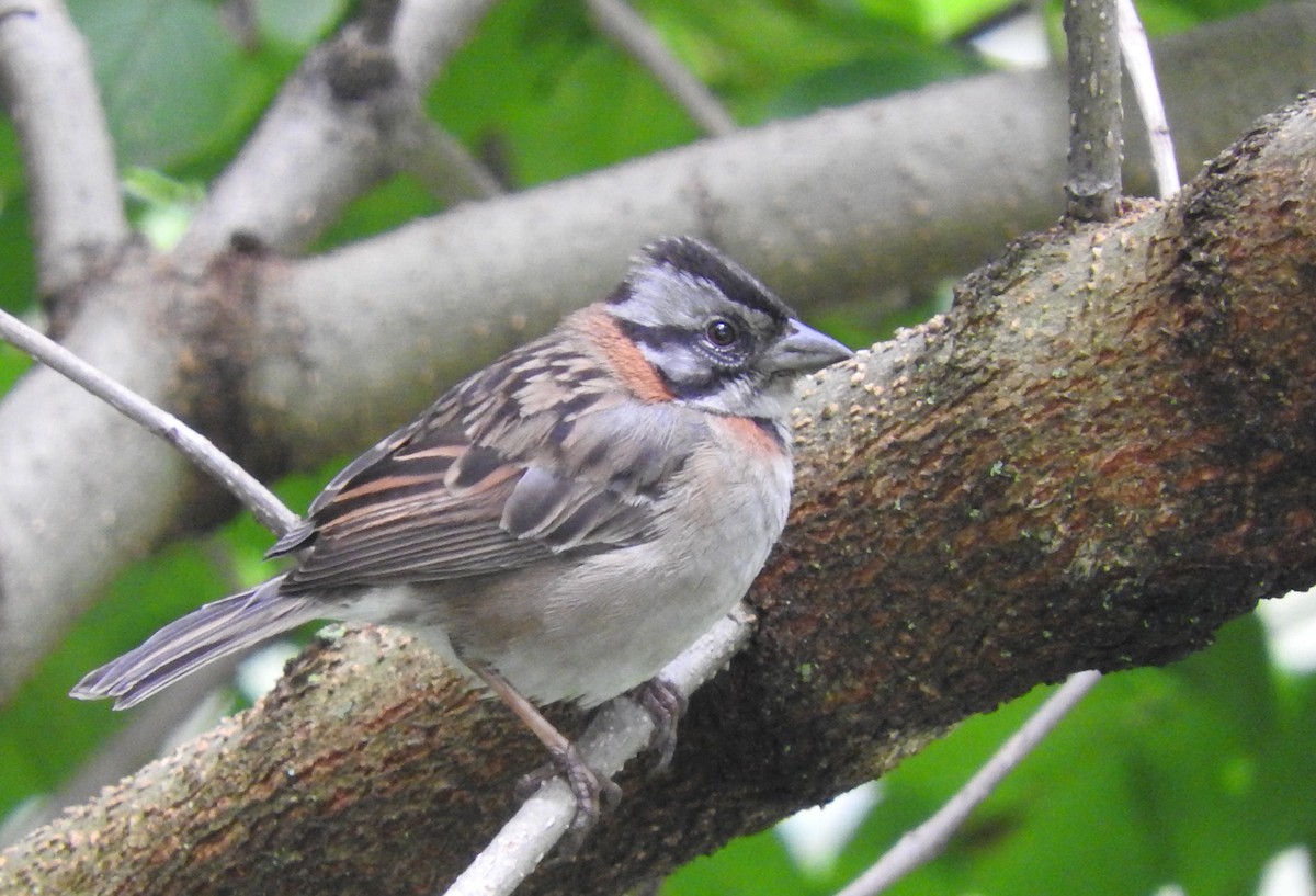 Rufous-collared Sparrow - Cole Gaerber