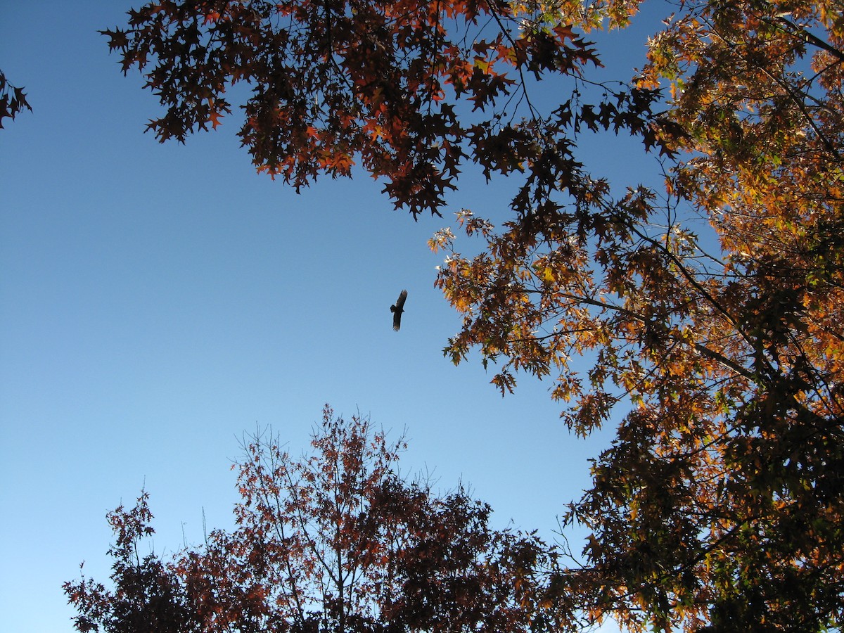 Turkey Vulture - ML511553491