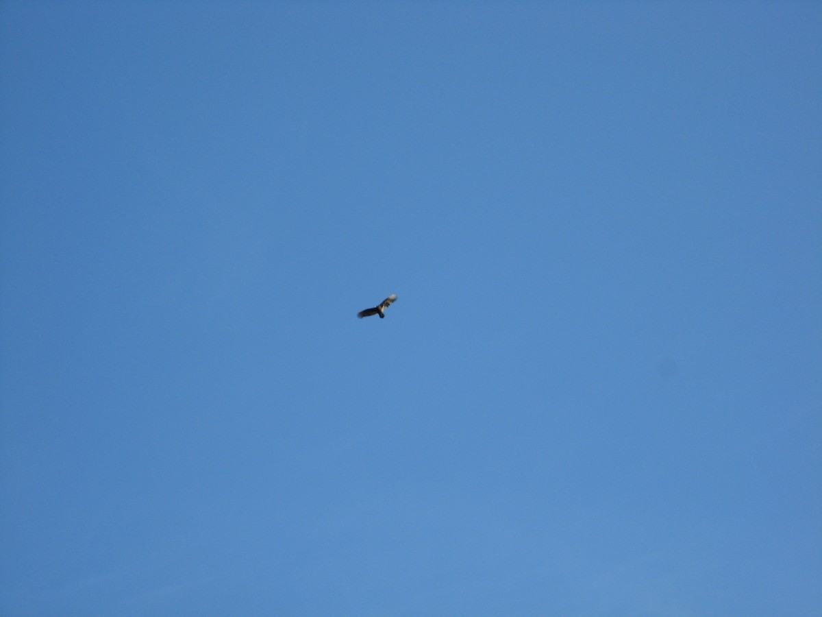 Turkey Vulture - ML511553511