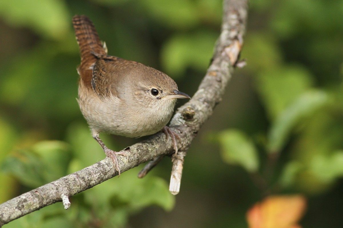 Northern House Wren - ML51155411