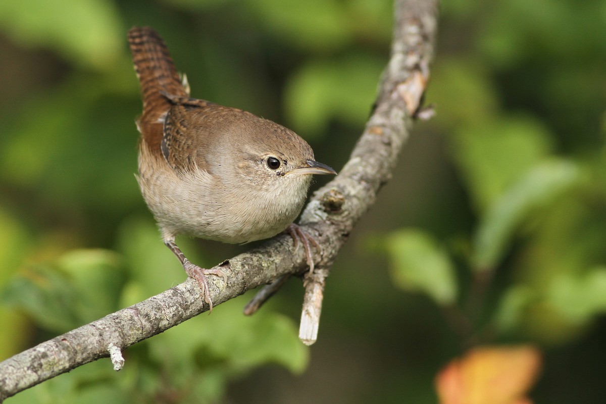 House Wren - ML51155411