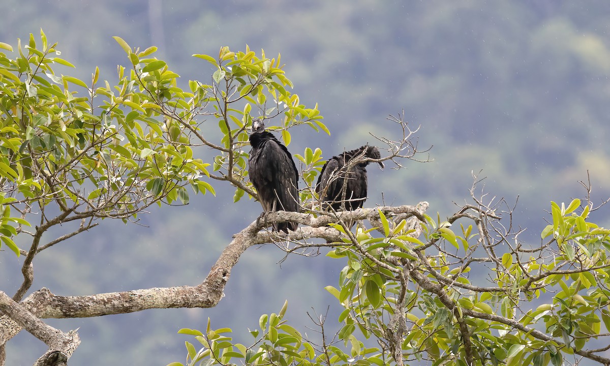 Black Vulture - ML511554511