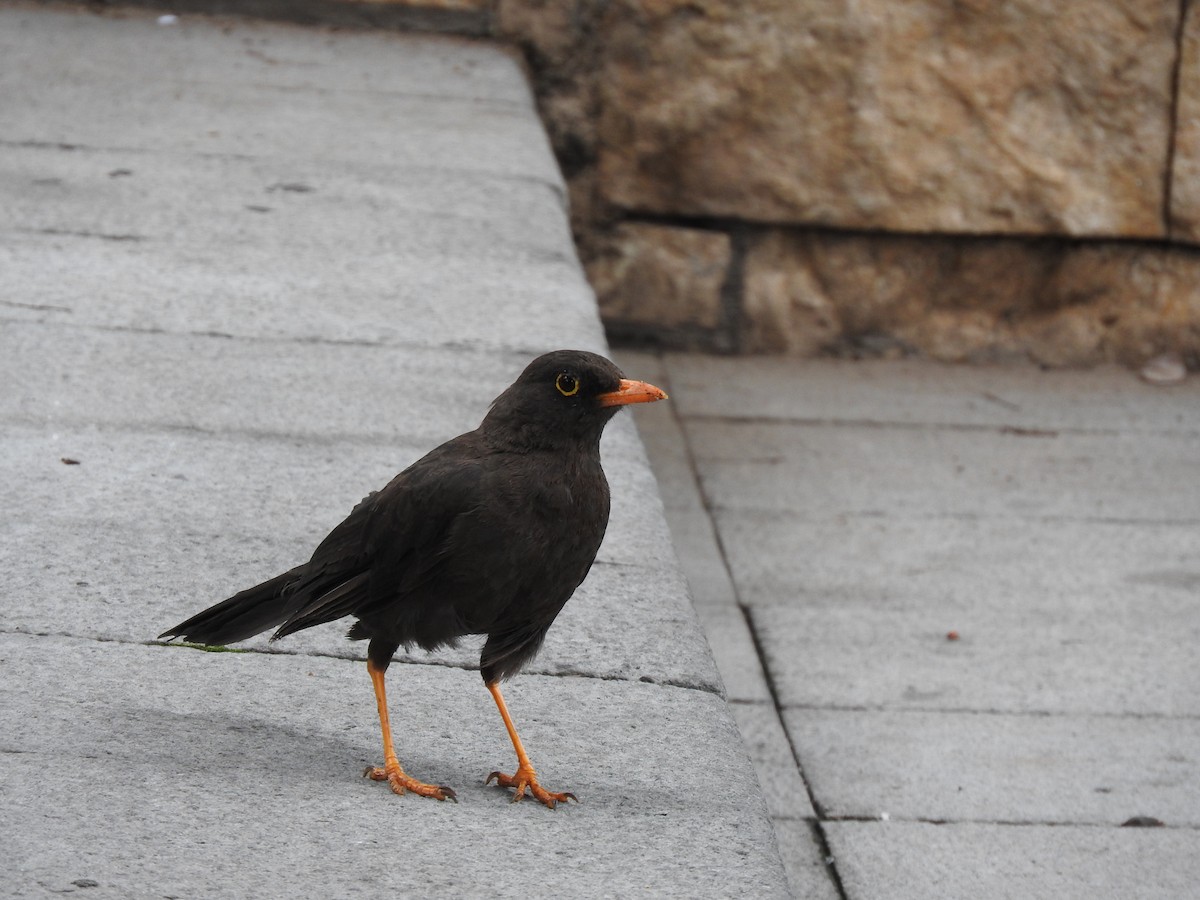 Great Thrush - ML51155501