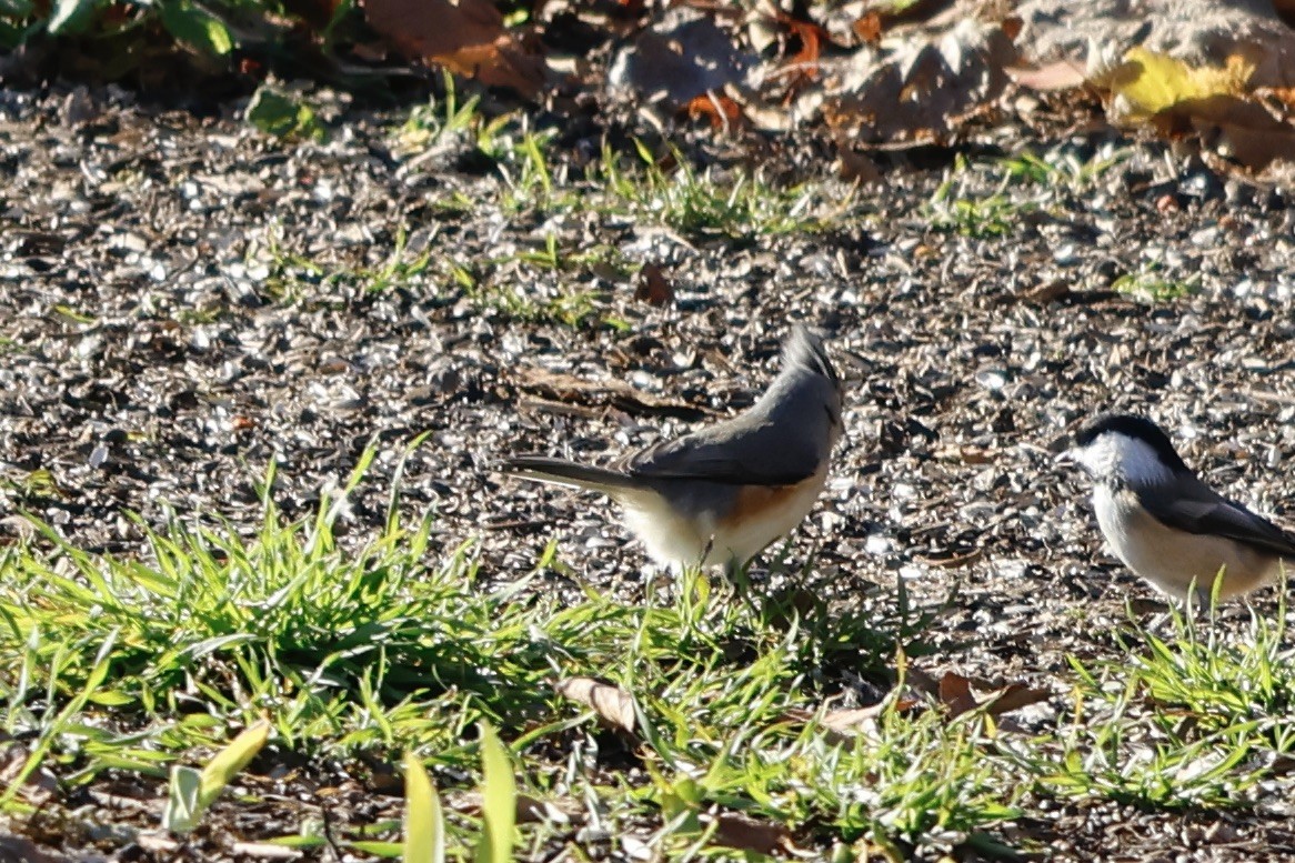 Tufted Titmouse - ML511555991