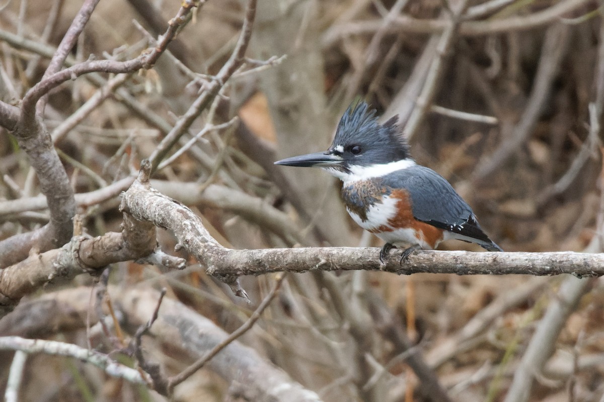 Belted Kingfisher - ML511556101