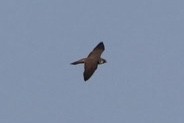 Peregrine Falcon - ML511556571