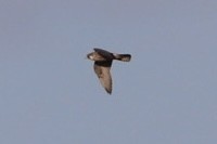 Peregrine Falcon - ML511556581