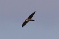 Peregrine Falcon - ML511556591