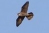 Peregrine Falcon - ML511556601