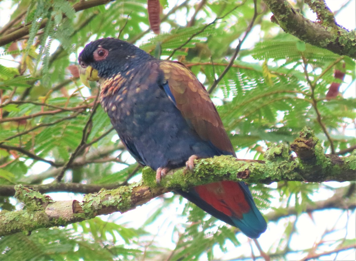 Bronze-winged Parrot - ML511557881