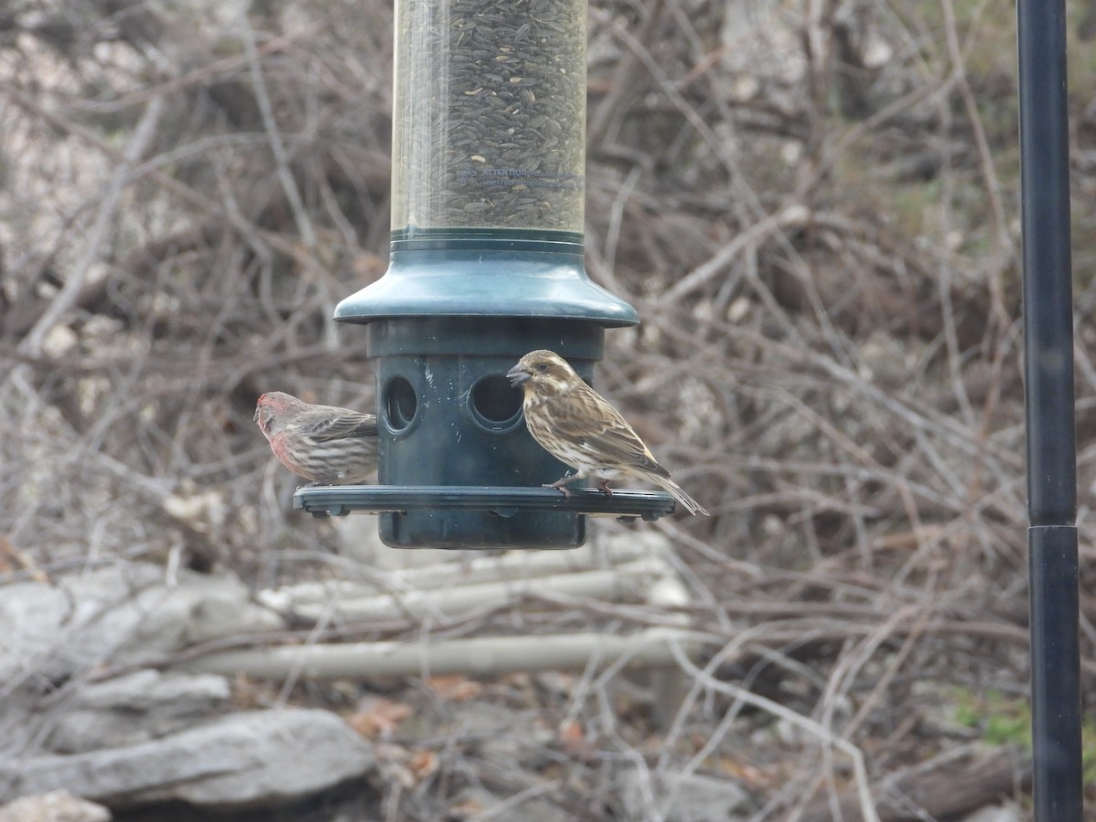 Purple Finch - ML511558061
