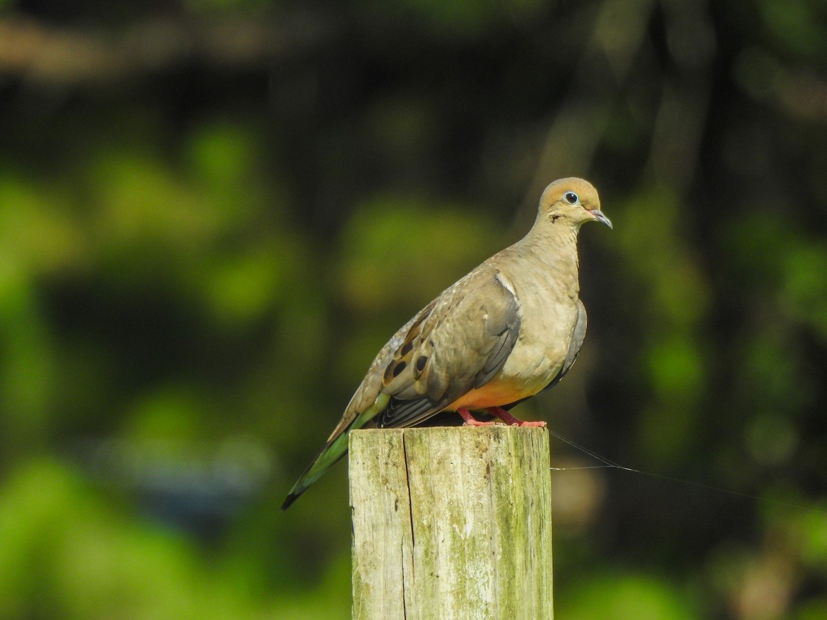 Mourning Dove - ML511558701