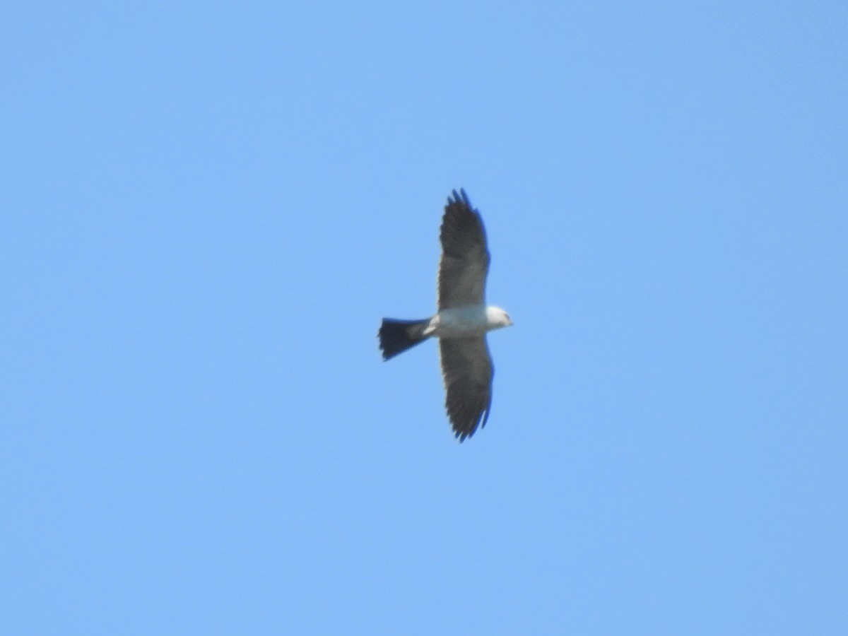 Mississippi Kite - ML511558721