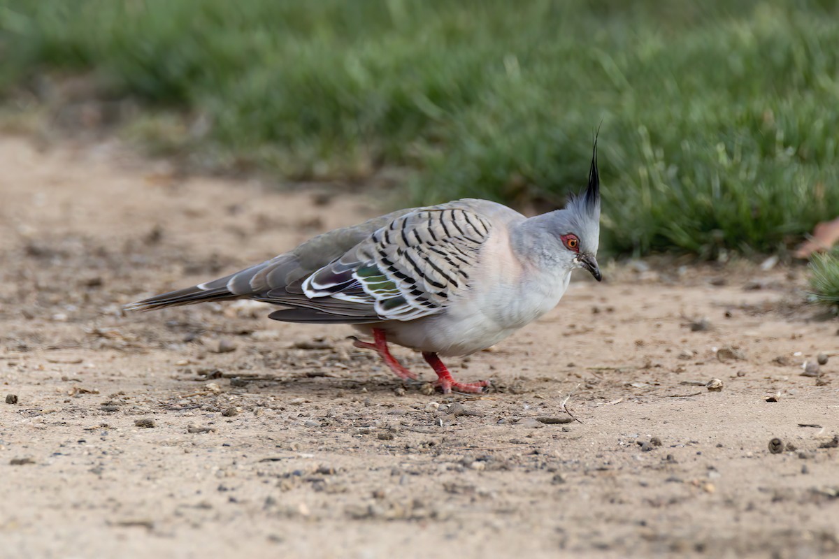 Crested Pigeon - Andreas Heikaus