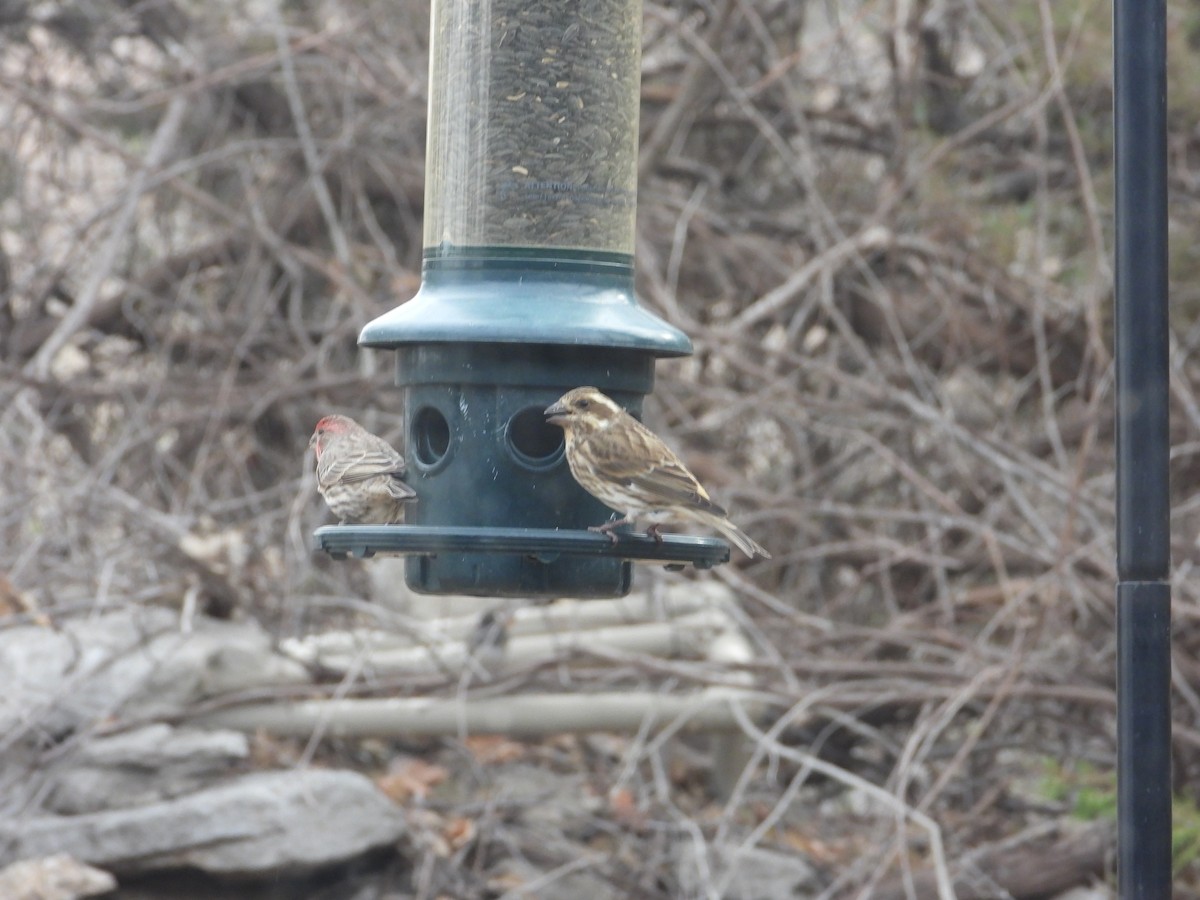 Purple Finch - ML511559411