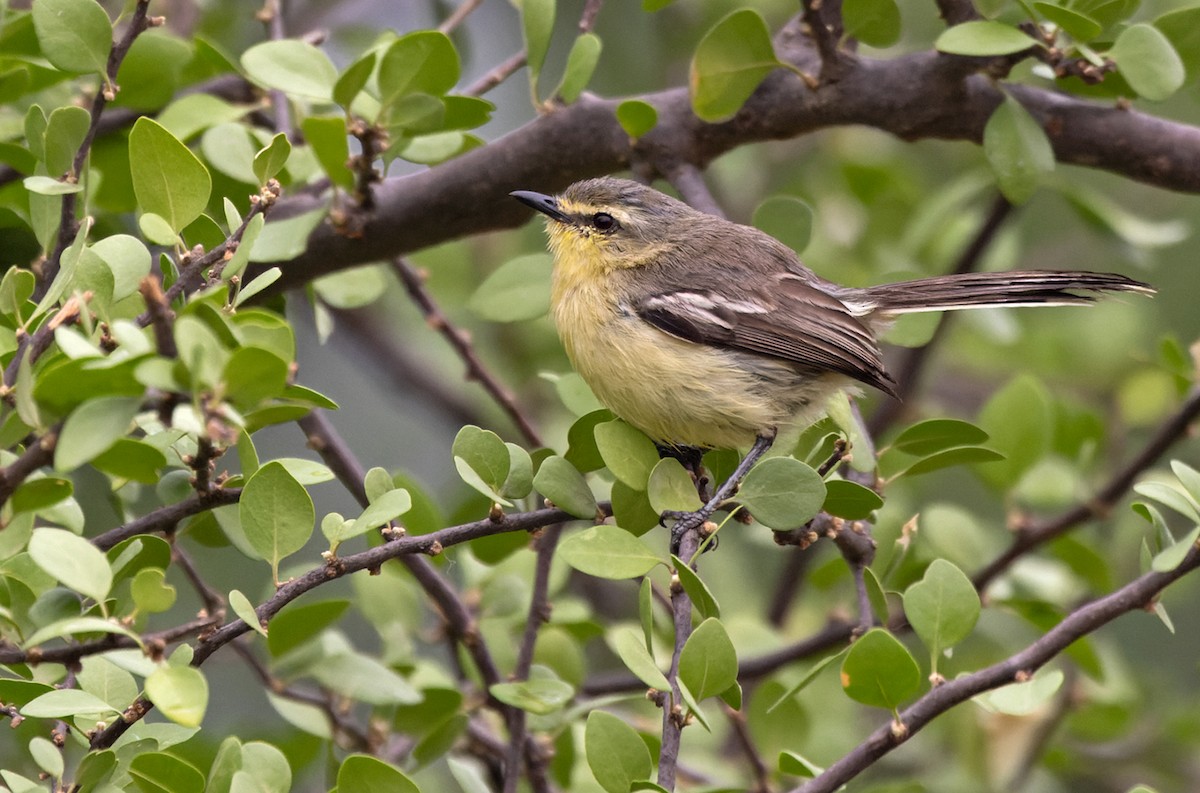 Greater Wagtail-Tyrant - ML511559771