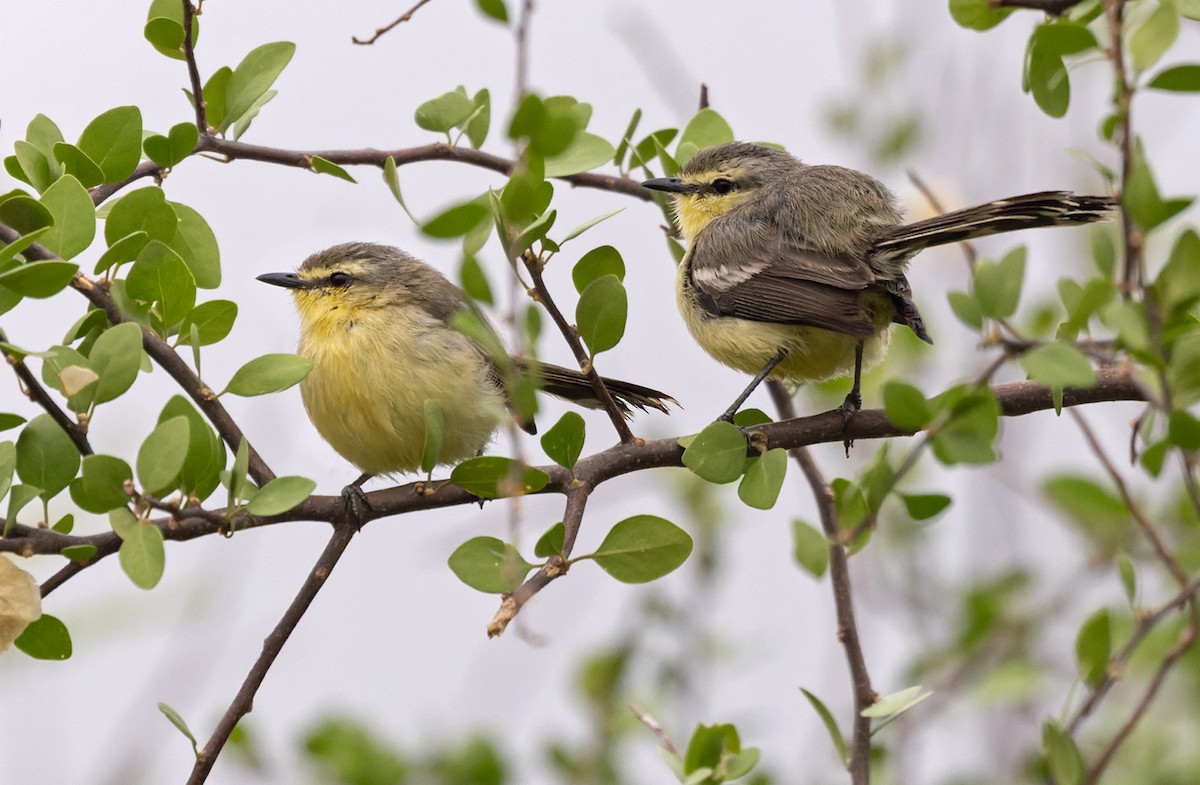 Greater Wagtail-Tyrant - ML511559781