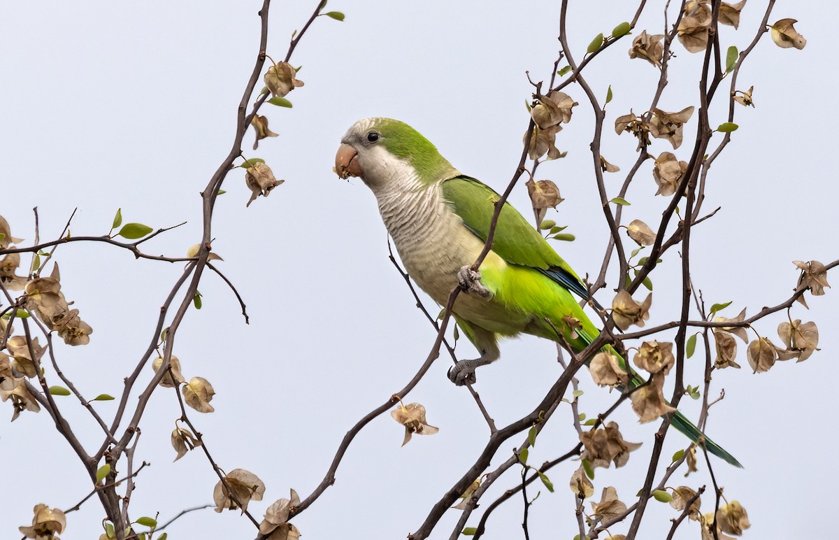 Monk Parakeet - ML511559861