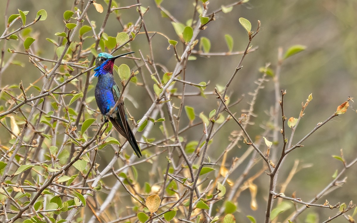 Colibrí de Barbijo - ML511559921