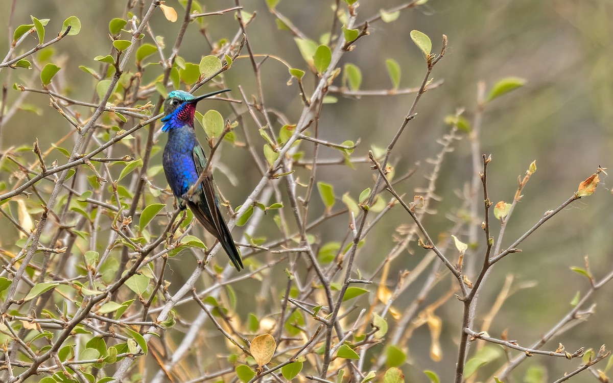 Blue-tufted Starthroat - ML511559921