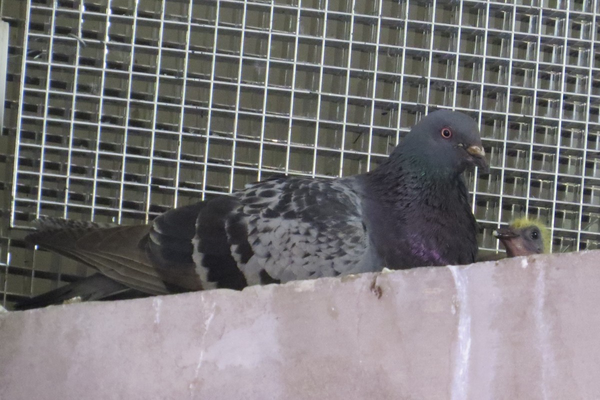 Rock Pigeon (Feral Pigeon) - ML511560041