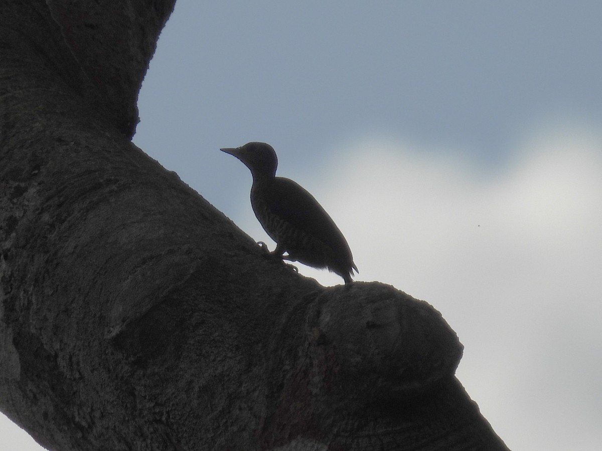 Green-backed Woodpecker (Little Green) - ML511560101