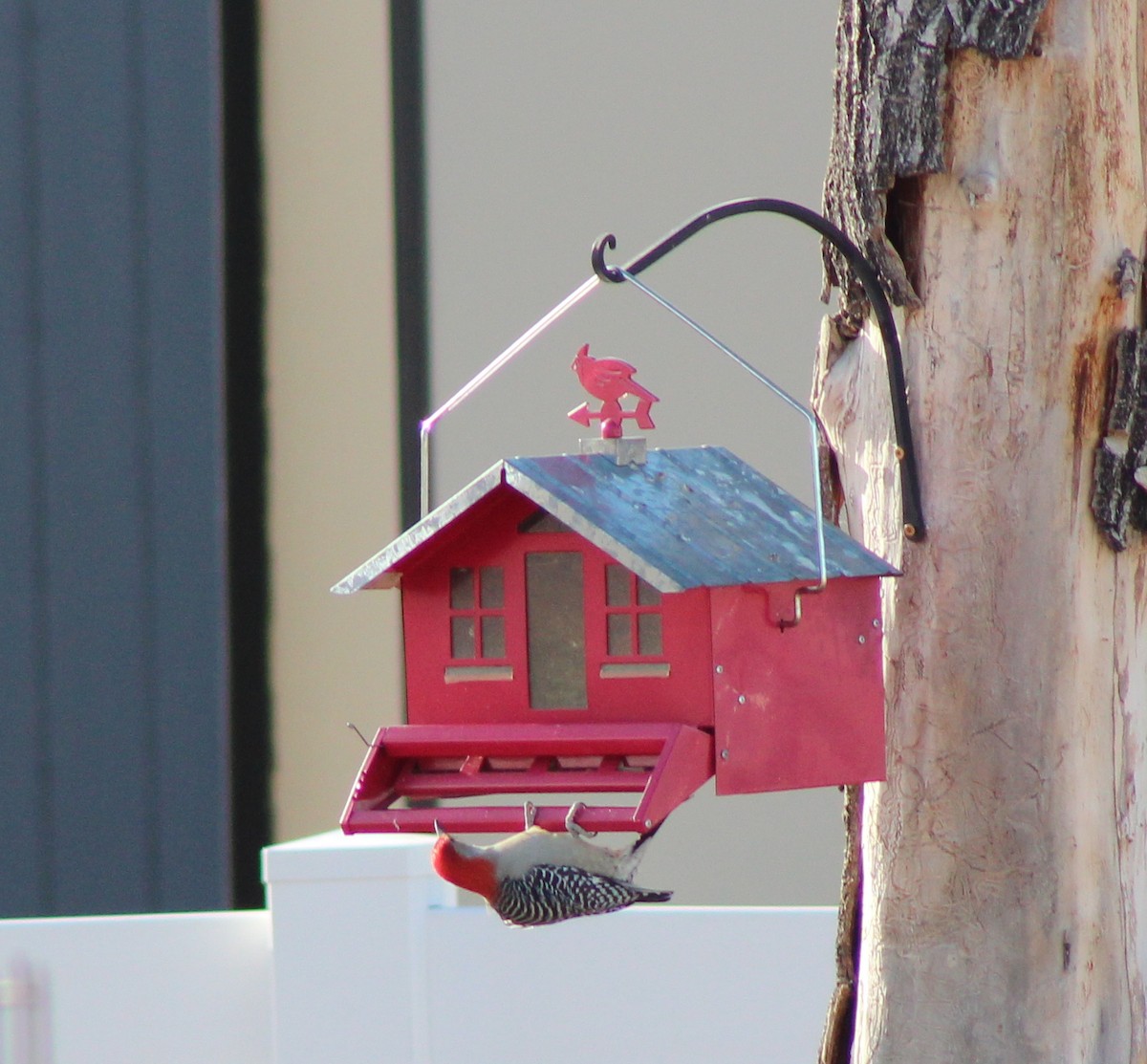 Red-bellied Woodpecker - ML511560121