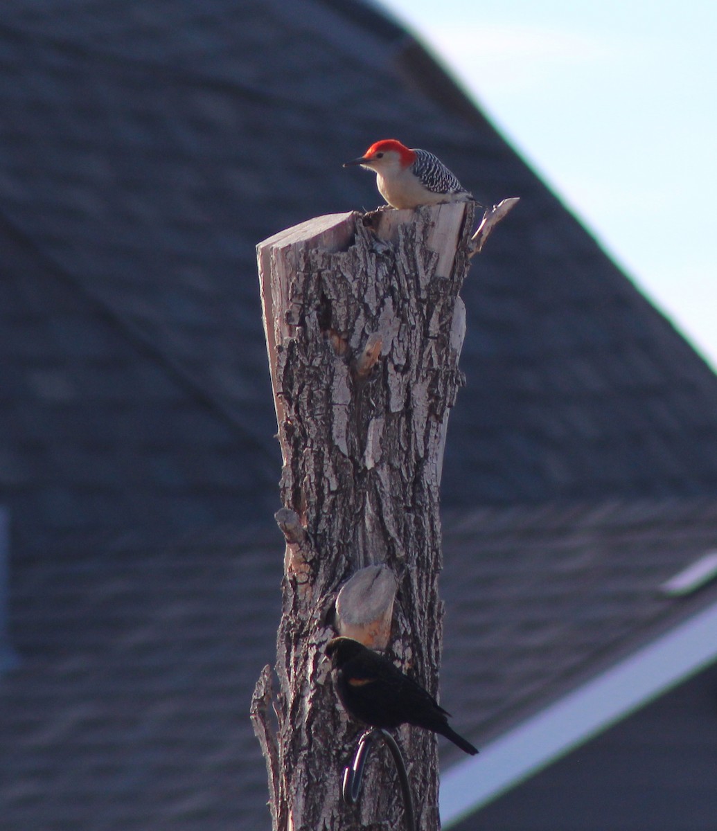 Red-bellied Woodpecker - ML511560131