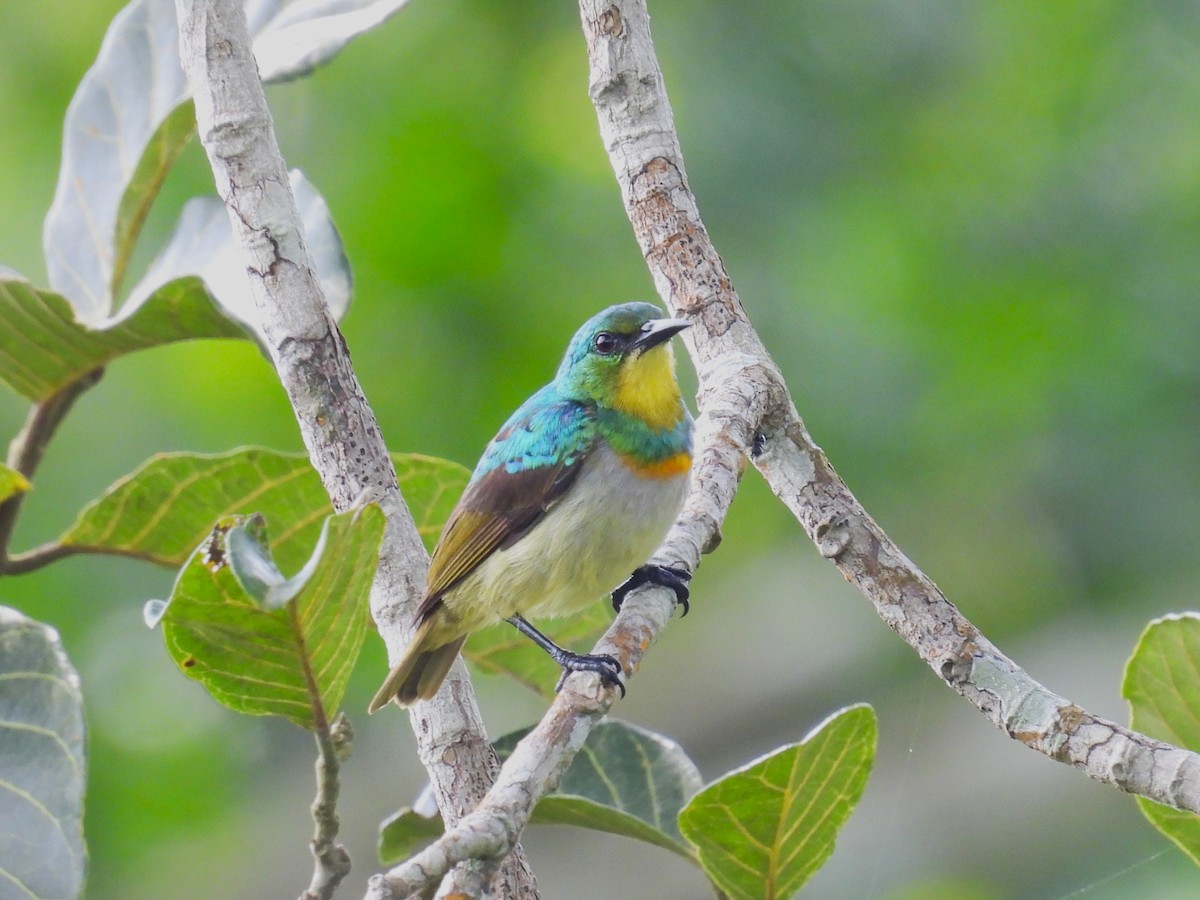 Yellow-chinned Sunbird - Simon Bradfield